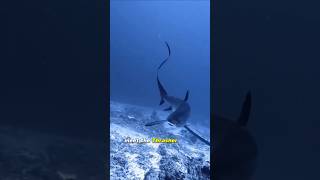 Thresher Shark  Apex Tail Fury [upl. by Carena]