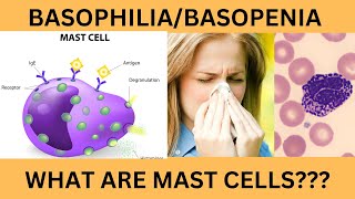 BASOPHILS NORMAL RANGE FUNCTIONSINCREASED BASOPHIL COUNT BASOPHILIABASOPENIAMAST CELLS [upl. by Thgiwd]