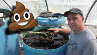 Aquaponics Solids poop Removal Tour and Maintenance [upl. by Donetta]