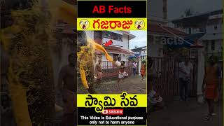 🐘గజరాజు🐘 Elephant going to temple telugufacts animals god facts shorts youtubeshorts abfacts [upl. by Crawford]