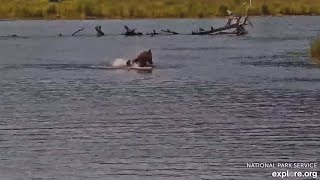 Water Zoomies with 230 Ben or 164 Bucky or Somebear exploreorg RW cam 071924 [upl. by Haliak]