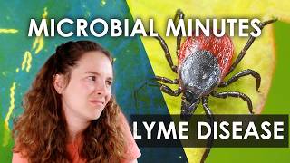 Lyme Disease What Is It and Is There a Vaccine  Microbial Minutes [upl. by Cutcliffe]