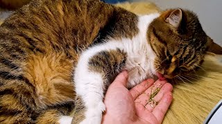 The best food for cats Fingers à la Catnip [upl. by Sessilu57]