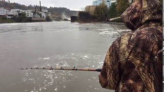 Sturgeon Fishing Willamette River  Bank fishing sturgeon [upl. by Oicneserc]