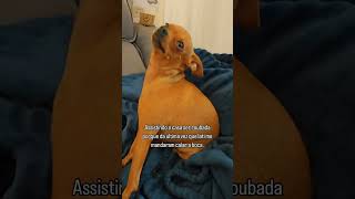 😒😒 dog pets pinscher pinscherzinho youtubeshorts minipinscher shortvideo shorts [upl. by Ijuy]