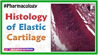 Histology of Elastic Cartilage  Shotgun Histology [upl. by Chelsea]