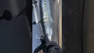 LARGE Wahoo landed while High Speed Trolling [upl. by Day598]