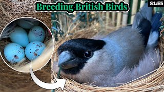 Weaned Chicks amp BULLFINCH EGGS  Breeding British Birds S1E5 [upl. by Aliuqehs]