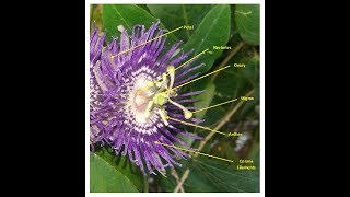 Kaurav pandav  Passion flower Passiflora incarnata [upl. by Anelis872]