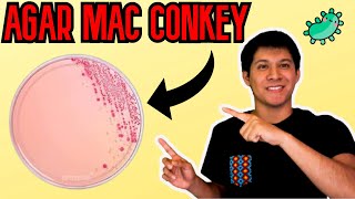 AGAR MacCONKEY MICROBIOLOGÍA l AGAR MacCONKEY ESPAÑOL l MacConkey Agar 2021 [upl. by Meehyr]