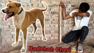 Bully Dog Badshah Chori Ho Gya [upl. by Beauregard]