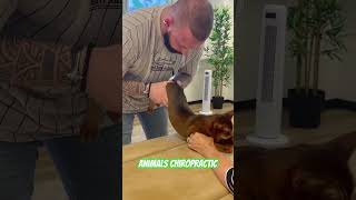 Animals Chiropractic 💚💚asmr cat dogshorts katze animals foryou help [upl. by Wolpert572]