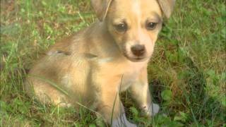 Jack Russel Chihuahua Mix Puppy  Tricks [upl. by Fisch94]