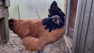 Vorwerk chickens 17 weeks old naturaly brood by a Barnevelder chicken [upl. by Liza]