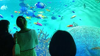 Fun AQUARIUM in TOKYO 🦈 shorts [upl. by Yrhcaz105]