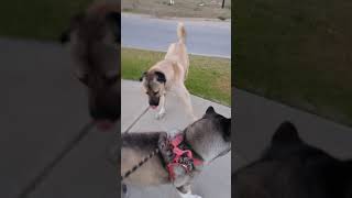 Kangal vs American akita play [upl. by Nicolina143]