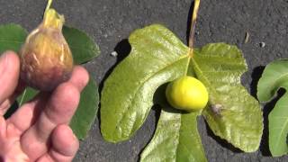 How to identify fig varieties [upl. by Hillel]