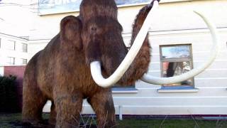 Woolly Mammoths may be brought back to life after being extinct for 5000 years  Report [upl. by Kipp]