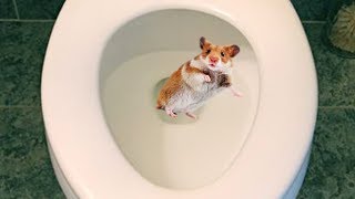 Airline Forces Woman To Flush Hamster Down TOILET [upl. by Adest]