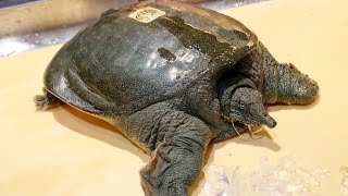 COMMENT PRÉPARER UNE TORTUE JAPONAISE 【LE TRIONYX】 [upl. by Rawde]