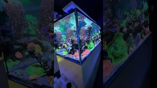 Breathtaking REEFER Peninsula S950 G2 powered by the Reef Care Program [upl. by Ailedua]