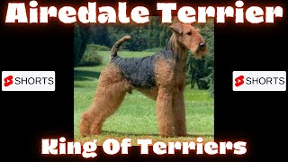 Dogs  Airedale Terrier  King Of Terriers [upl. by Attayek]