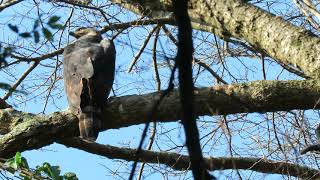 African Crowned Eagle in Pigeon Valley [upl. by Nnaxor539]