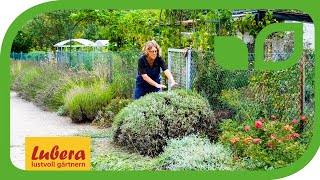 Lavendel schneiden nach der Blüte Anleitung für den Sommerschnitt [upl. by Enidualc646]