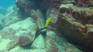 Dimidiochromis compressiceps Gold quotChiwi Rockquot in Lake Malawi [upl. by Atsugua]