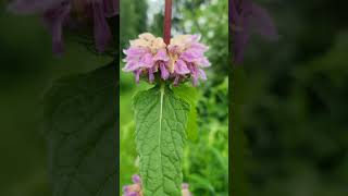 🏡🌿🌺Phlomis tuberosa Bronze Flamingo flowers garden nature [upl. by Honoria225]