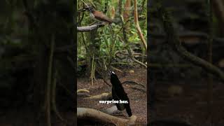 This bird will tell you how to turn a female on wildlife animals nature birds jungle facts [upl. by Rodnas]