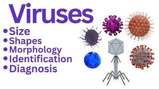 General Virologyviruscapsidcapsomeres nucleocapsidsizeshapegeometrysymmetry microbiology [upl. by Aloap]