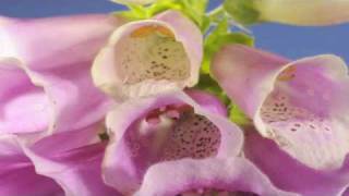 Digitalis Foxglove flower time lapse [upl. by Yelhs]