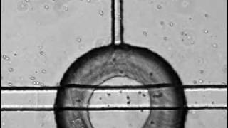 Neutrophil chemotaxis in a microfluidic device Folch lab [upl. by Veneaux]