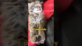 Strange stray cat animals rescue shortvideo cute [upl. by Etnad378]