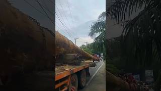 AWAS 😬TRUK MEMBAWA KAYU JALUR TAPAK GODANG SANGAT PANJANG pacujalur 2024 shortvideo [upl. by Merriam154]