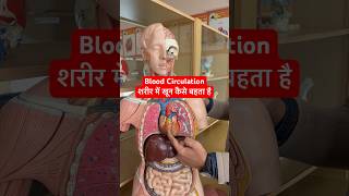 Heart amp Blood Circulation  शरीर में खून कैसे कहाँ बहता है viral trending shorts heart [upl. by Teerprug]