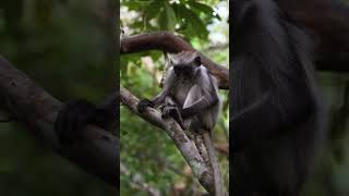 Red Colobus Monkey Zanzibar [upl. by Jotham]