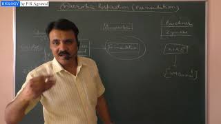 Anaerobic respiration Fermentation  Simplified by Dr P K Agrawal [upl. by Orazal]