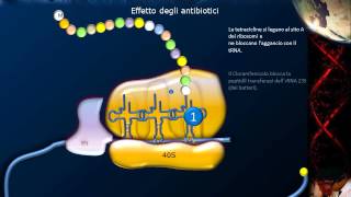 Lezione 21  Sintesi proteica e codice genetico [upl. by Possing448]