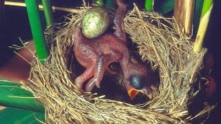 Common Cuckoo chick ejects eggs of Reed Warbler out of the nestDavid Attenboroughs opinion [upl. by Hyrup452]