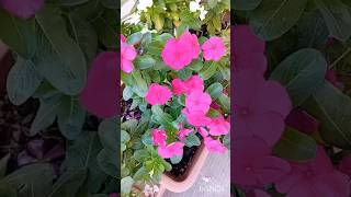 Vinca PlantCatharanthus Roseus Flower flowers nature plants vinca shorts catharanthus colors [upl. by Ryter813]