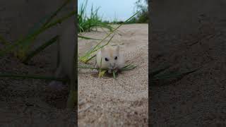 倉鼠找到了食物 The hamster found food hamster cute pets animal original nature [upl. by Ahsineg]