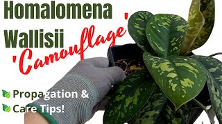 Homalomena Wallisii Camouflage Propagation amp Care Tips HD 1080p [upl. by Syst]