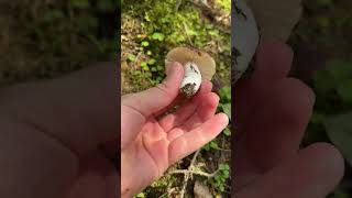 Russula sp mushroom [upl. by Ahilam618]