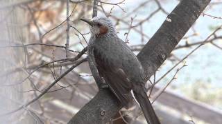 Song of Browneared Bulbul ヒヨドリ（野鳥）春のさえずり？♪ [upl. by Nicoline]