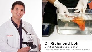 How to treat a floating bloated Goldfish with a swim bladder disorder with Dr Loh Fish veterinarian [upl. by Bozovich]