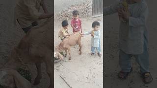 Kids playing with goat shorts goats subezan ytshorts animallover shortsfeed comedy cute yt [upl. by Lodge]