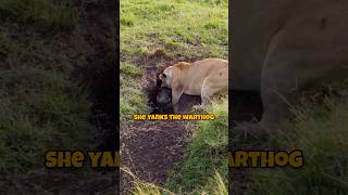 Incredible Moment Lioness Hunts Warthog From Burrow [upl. by Gyasi]