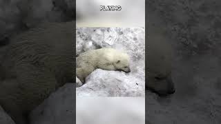 Born on Ice The First Steps of Polar Bear Cubs Paws on the Planet [upl. by Elokkin]